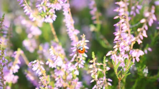 Nyckelpiga i Ljung blommor - zooma in — Stockvideo