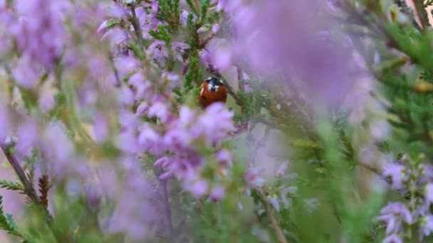 Ladybug in heather flowers - zoom in — Stock Video