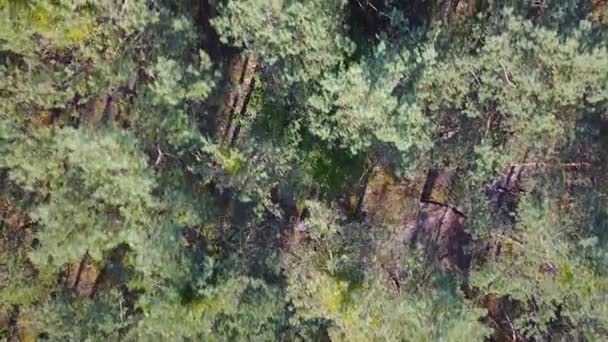 Вид зверху лісу — стокове відео