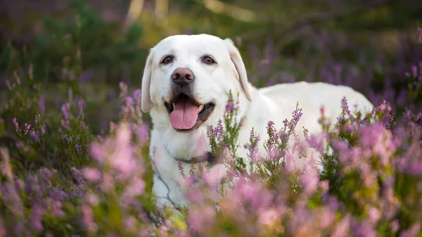 Perro Labrador retriever en flores de brezo de otoño —  Fotos de Stock