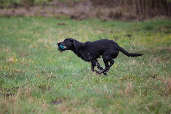 Pes na útěku. Psa plemene Labradorský retrívr — Stock fotografie