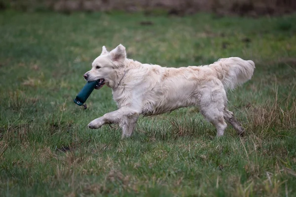 Hund på rymmen. Ras hund Golden Retriever — Stockfoto