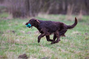 Köpek firarda. Düz boyalı Retriever köpek doğurmak
