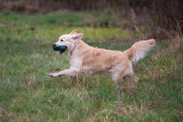 Un perro huyendo. Raza perro Golden Retriever —  Fotos de Stock