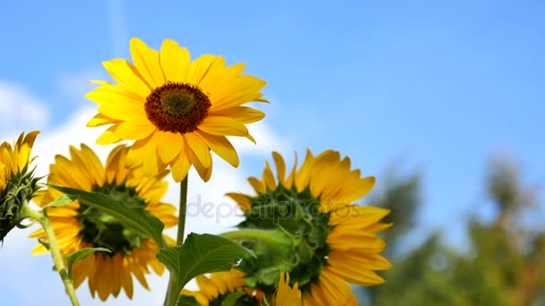 Kwiaty Słoneczniki Tle Błękitnego Nieba — Wideo stockowe