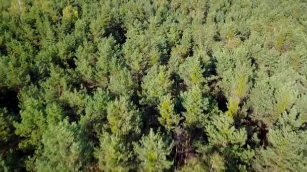 Vista Aérea Floresta — Vídeo de Stock