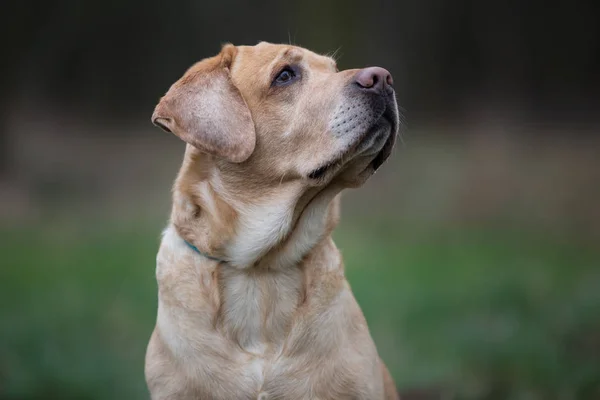 Retrato da raça cão Labrador Retriever — Fotografia de Stock