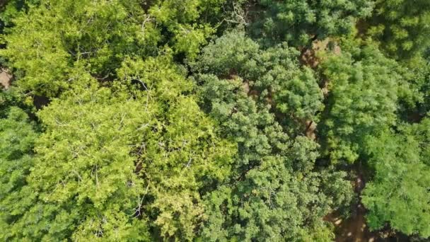 Flygfoto Över Skogen — Stockvideo