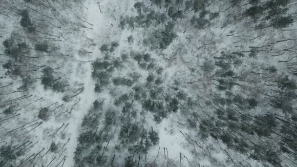 Vista Aérea Floresta Inverno — Vídeo de Stock