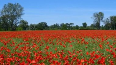 Gelincik çiçekleri tarlası