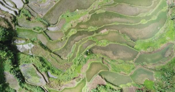 Вид Тераси Рисових Селі Bangaan Острові Лусон Філіппіни — стокове відео