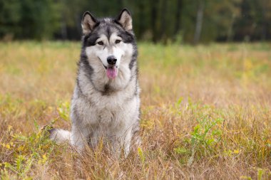 Köpek doğurmak Alaskan Malamute sonbahar çayır üzerinde oturan