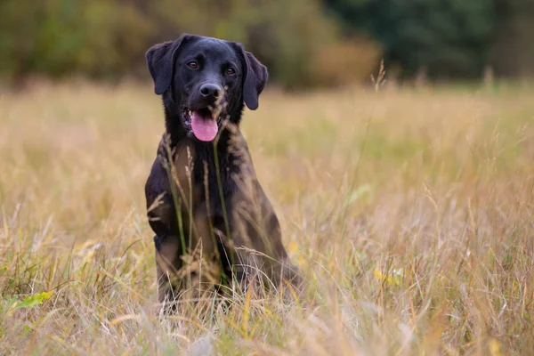 秋天的草地上坐着的黑色拉布拉多犬 — 图库照片