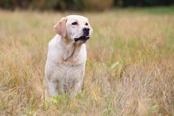 Labrador retriever brilhante sentado no prado de outono — Fotografia de Stock