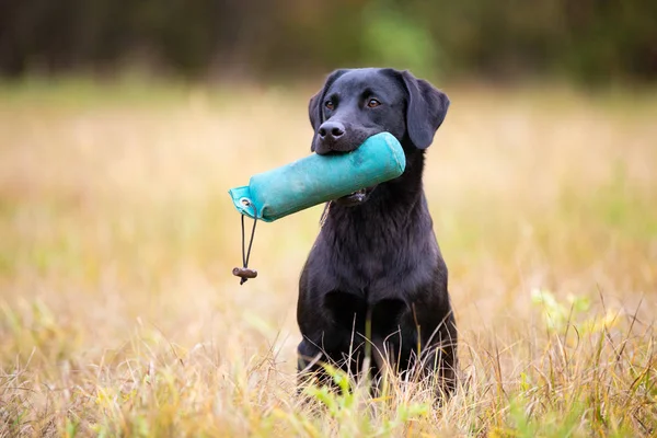 Labrador negro recuperador con maniquí —  Fotos de Stock