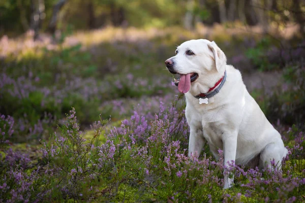 Heather çiçekler içinde Labrador geri almak — Stok fotoğraf