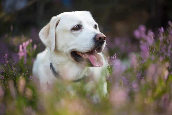 Labrador retriever i Ljung blommor — Stockfoto