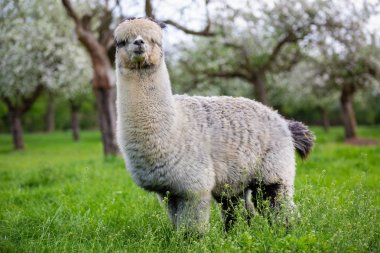 Doğa, Güney Amerika memeli koynunda yetişkin alpaka