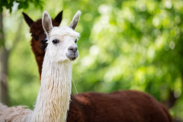 Portret Alpaca ecru, ssak Ameryki Południowej — Zdjęcie stockowe