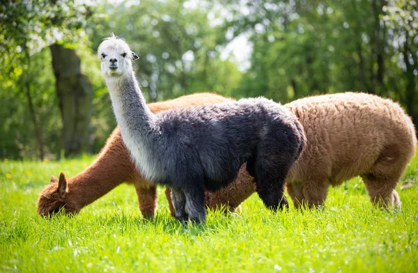 Alpacas while eating grass, South American mammals — Stock Photo, Image