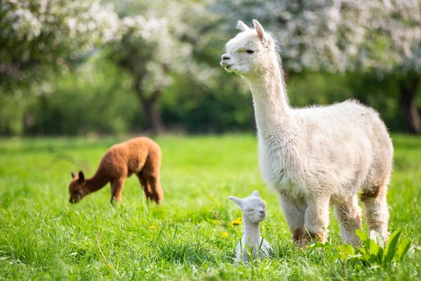 White Alpaca with offspring, South American mammal — Stock Photo, Image