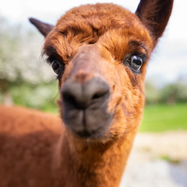 Portret młodych zbliżenie Alpaca, ssak Ameryki Południowej — Zdjęcie stockowe