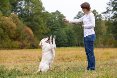 Labrador köpeği yetiştiren bir kadın.