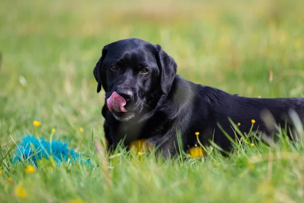 Svart Labrador Retriever på en våräng — Stockfoto