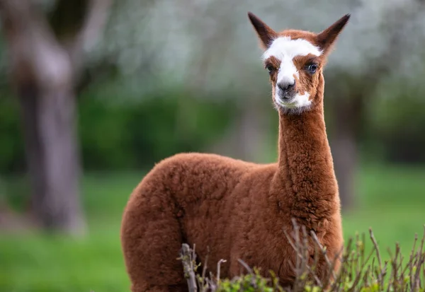 Portrait of a young Alpaca, a South American mammal — Stock Photo, Image