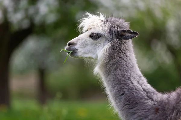 Alpaca äter gräs, ett sydamerikanskt däggdjur — Stockfoto