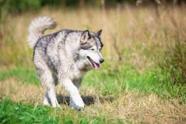 Alaska Malamute çayırlarında gezen köpek.