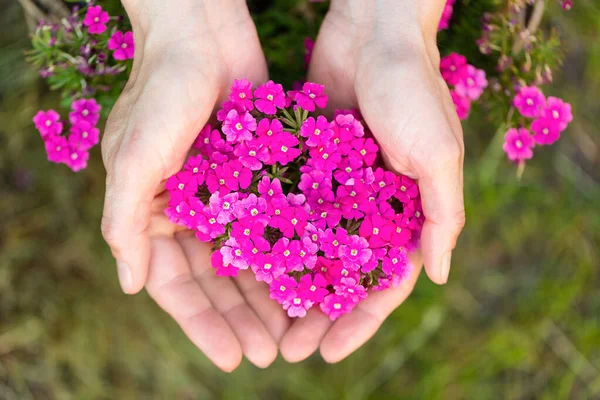 Petites Fleurs Roses Dans Les Mains Des Femmes — Photo