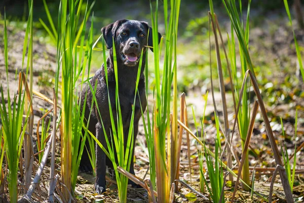 Black Labrador Retriever Hund Bland Vassen — Stockfoto