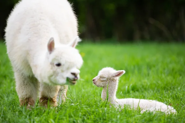 Fiatal Alpaca Anyával Réten Dél Amerikai Emlős — Stock Fotó