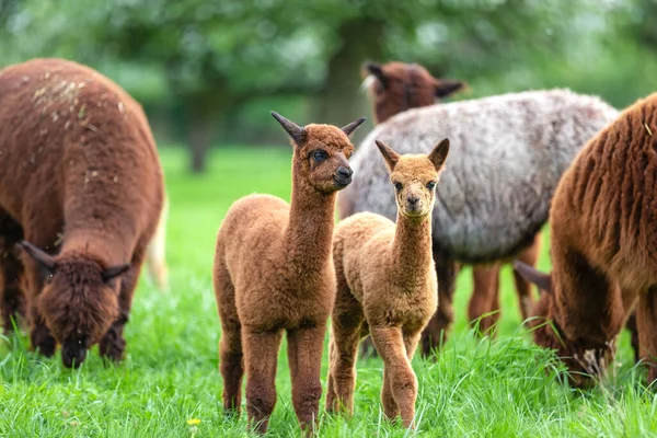 Dos Jóvenes Alpacas Una Manada Mamífero Sudamericano — Foto de Stock