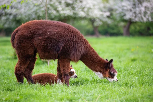 Fiatal Alpaca Anyával Réten Dél Amerikai Emlős — Stock Fotó