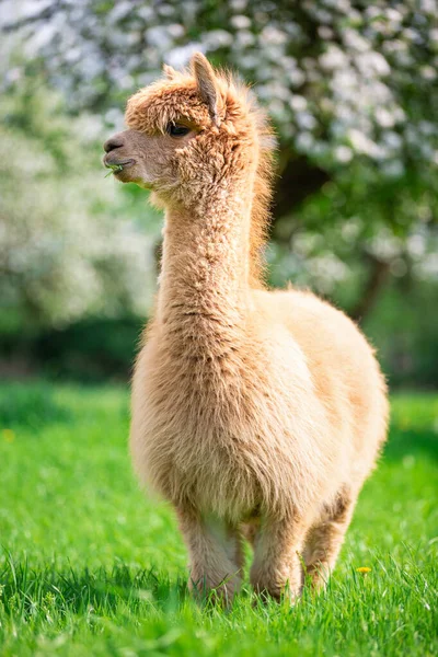 Güneşli Bir Günde Alpaca Bir Güney Amerika Memelisi — Stok fotoğraf