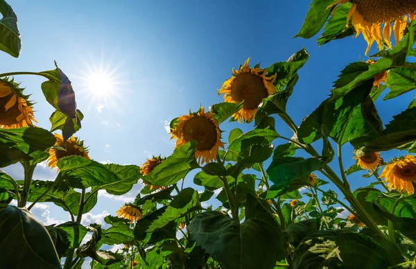 Ayçiçeği Tarlasında Güneşli Bir Gün Stok Fotoğraf