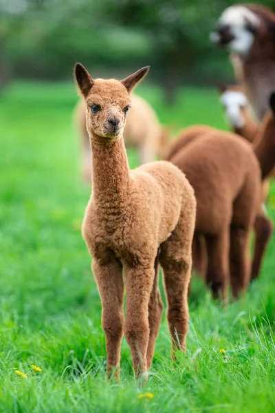 Unga Alpaca Hjord Ett Sydamerikanskt Däggdjur Royaltyfria Stockbilder