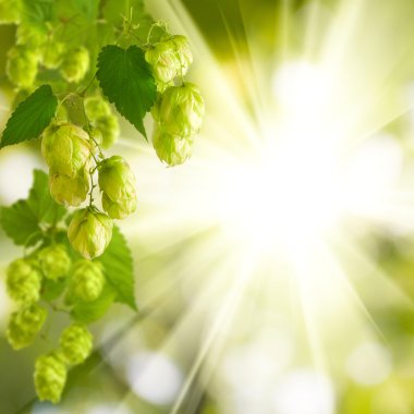 yeşil arka plan yakın çekim atlama sayısının şubeleri