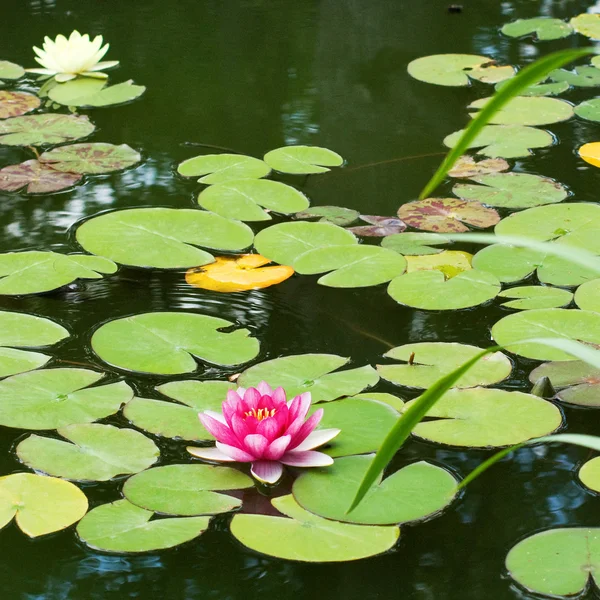 Lotus flower on the water — Stock Photo, Image