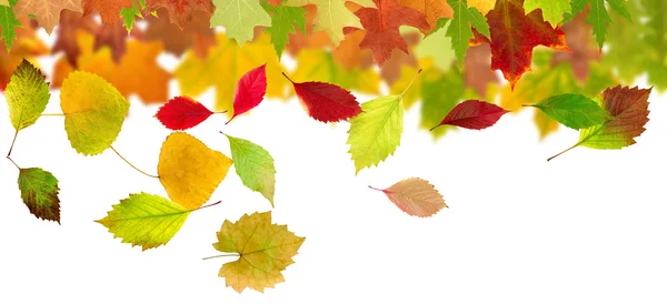 Kép a száraz őszi levelek Vértes — Stock Fotó