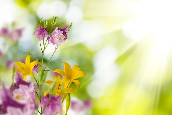 Image de belles fleurs dans le jardin close-up — Photo