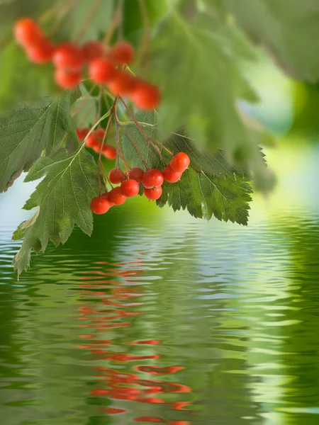 Image of rowan in the garden closeup — Stock Photo, Image