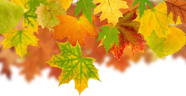 Imagen de hojas secas de otoño primer plano — Foto de Stock