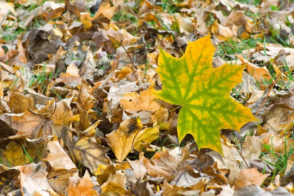 Bilden av höstens löv i skogen närbild — Stockfoto