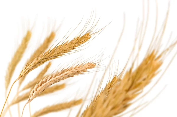 Bild von Weizen auf weißem Hintergrund Nahaufnahme — Stockfoto