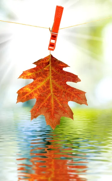 Imagen de la hoja de otoño sobre el agua — Foto de Stock