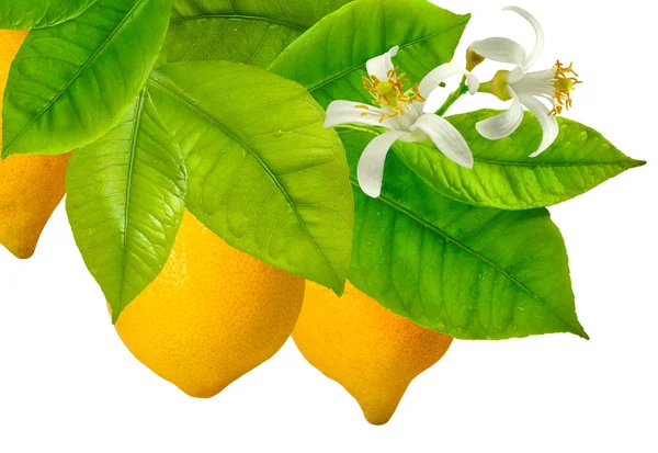 Lemon on a branch close-up — Stock Photo, Image