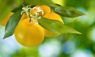 yeşil bir arka plan üzerinde olgunlaşmış turuncu